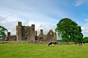 Bective Abbey